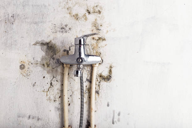 Best Certified Mold Removal  in Coburg, OR