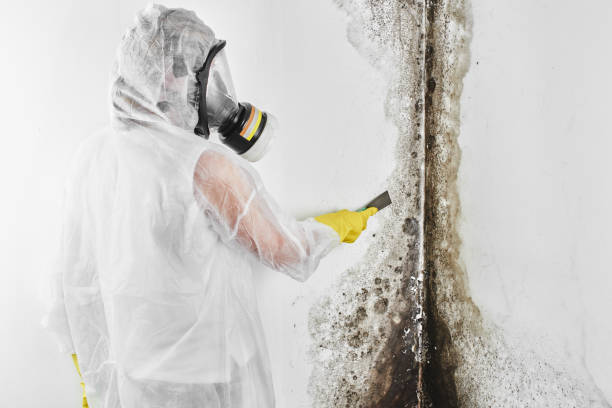 Best Fast Mold Removal  in Coburg, OR