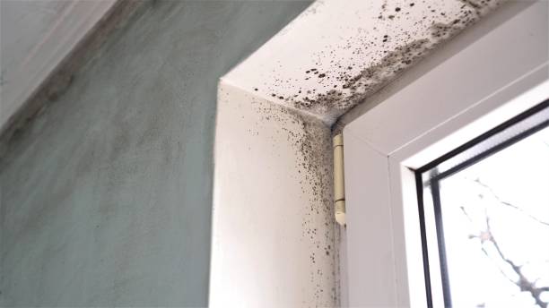 Best Toxic Mold Removal  in Coburg, OR
