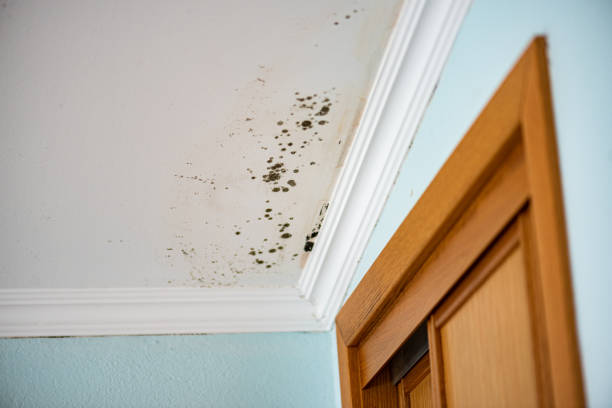 Best Crawl Space Mold Removal  in Coburg, OR