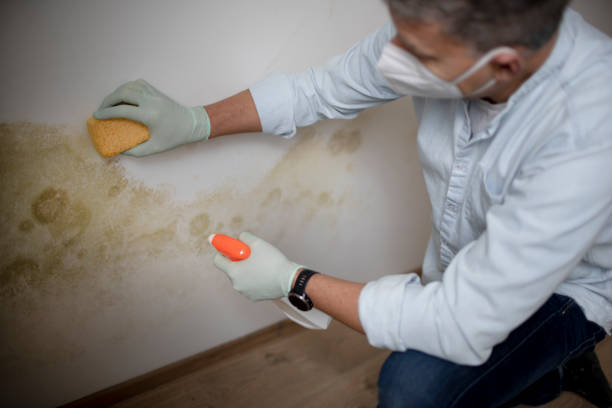 Professional Mold Removal in Coburg, OR