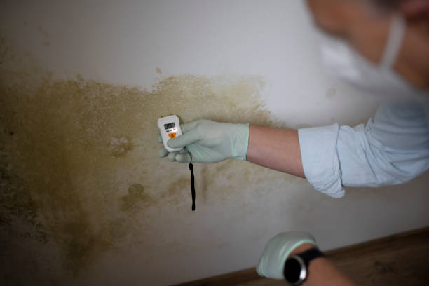 Best Home Mold Removal  in Coburg, OR