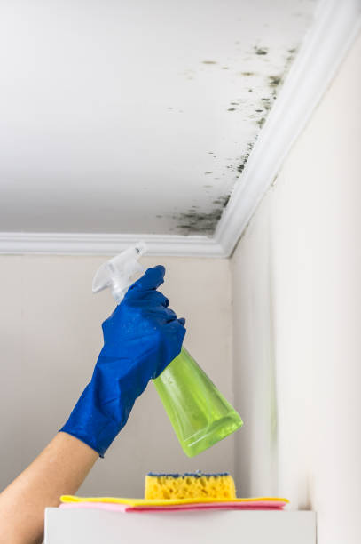 Best Best Mold Removal Companies  in Coburg, OR